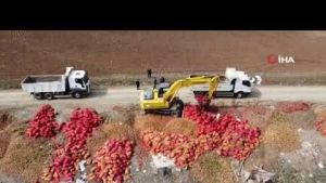 Alaca'da yol kenarına tonlarca soğan döküldü
