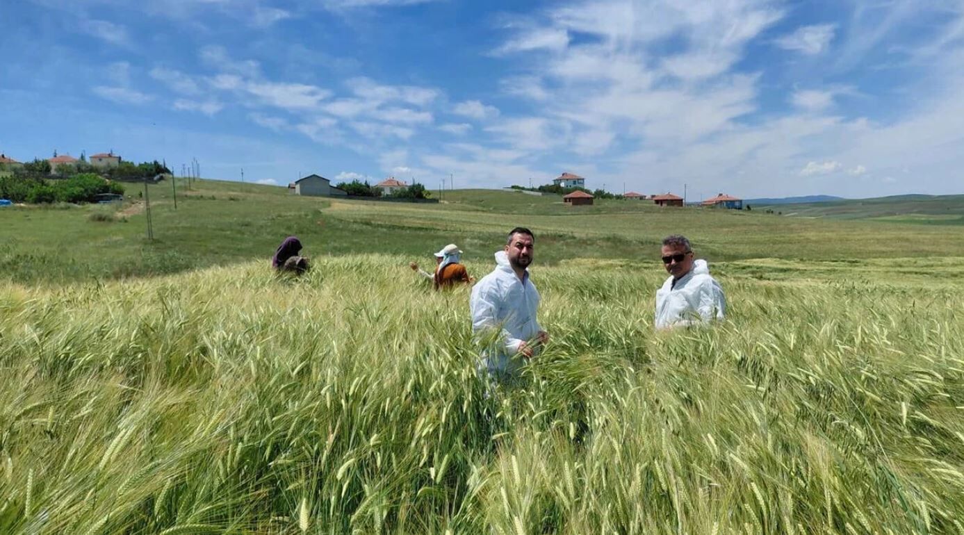 Arpa tohumu üretimi yapılan tarlalar incelendi