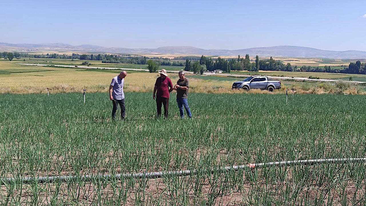 Alaca’da tarım arazileri mercek altında