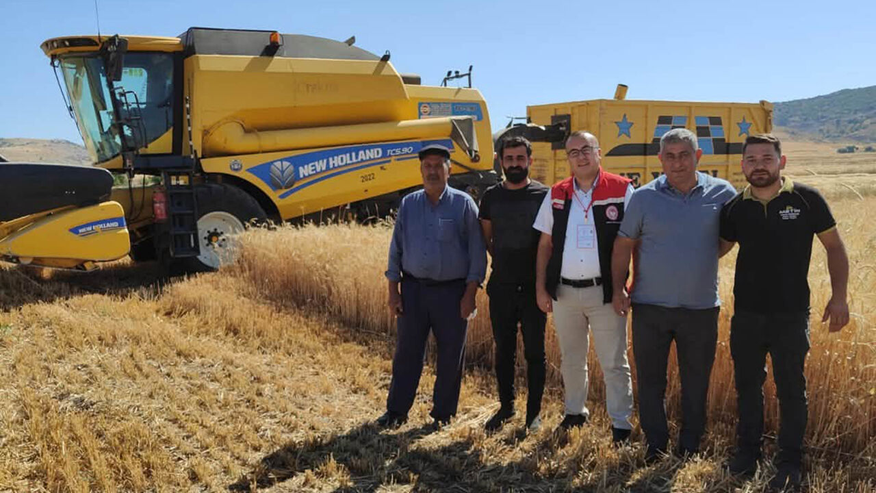 Alaca'da ‘sarı altın’ hasadı devam ediyor