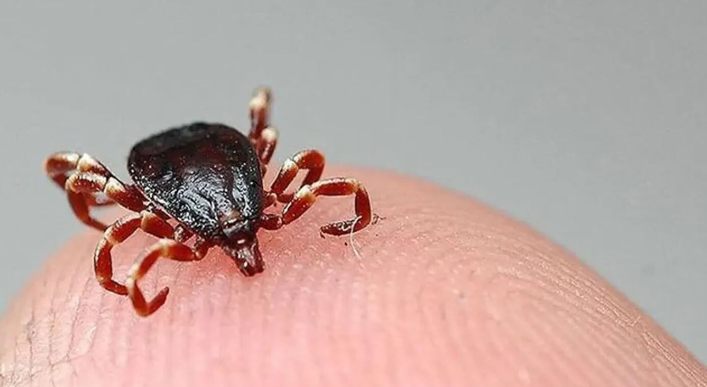 Kene Çorum'da can aldı: Şenay Tokmak hayatını kaybetti