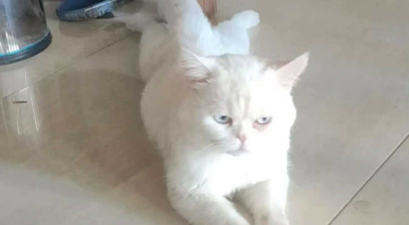 Alaca’da beyaz kedi sahibini arıyor