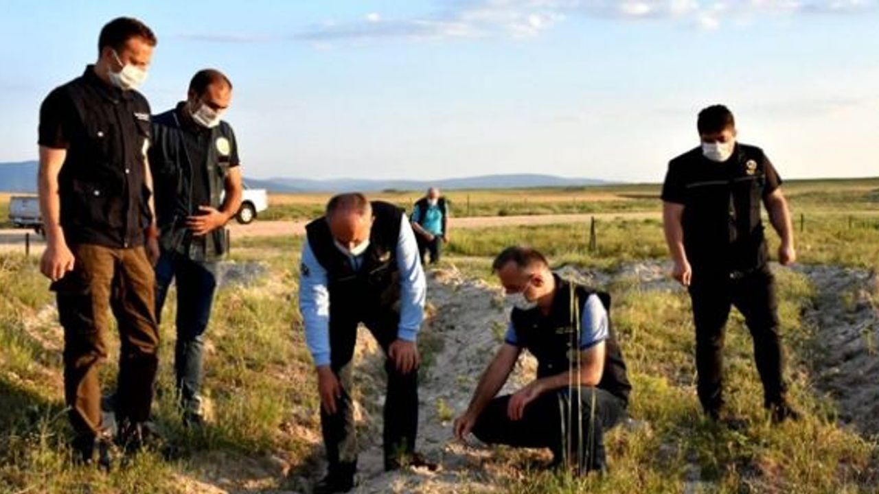 Çorum'un 156 hektarlık yeni ormanı var