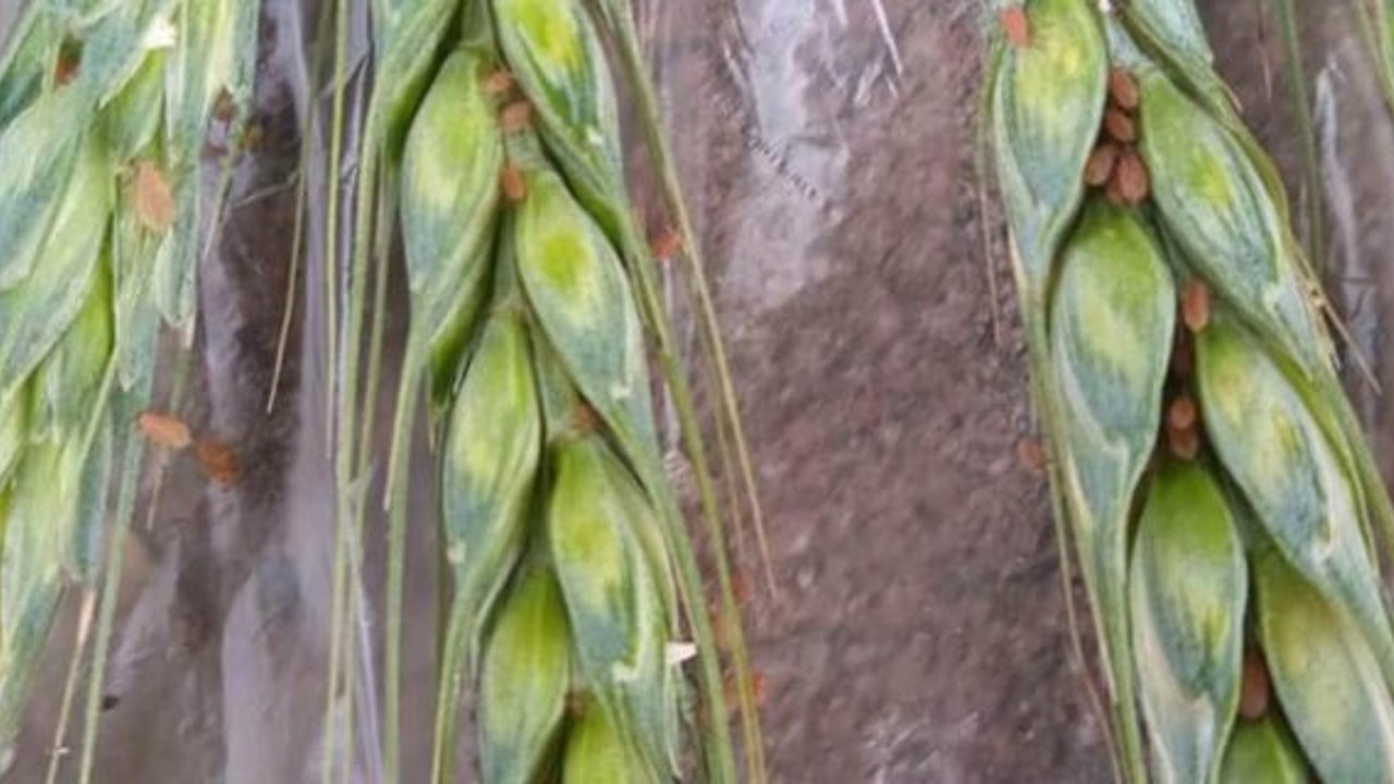 Alaca Ziraat Odası Başkanı Arslan, buğday bitine karşı çiftçileri uyardı!