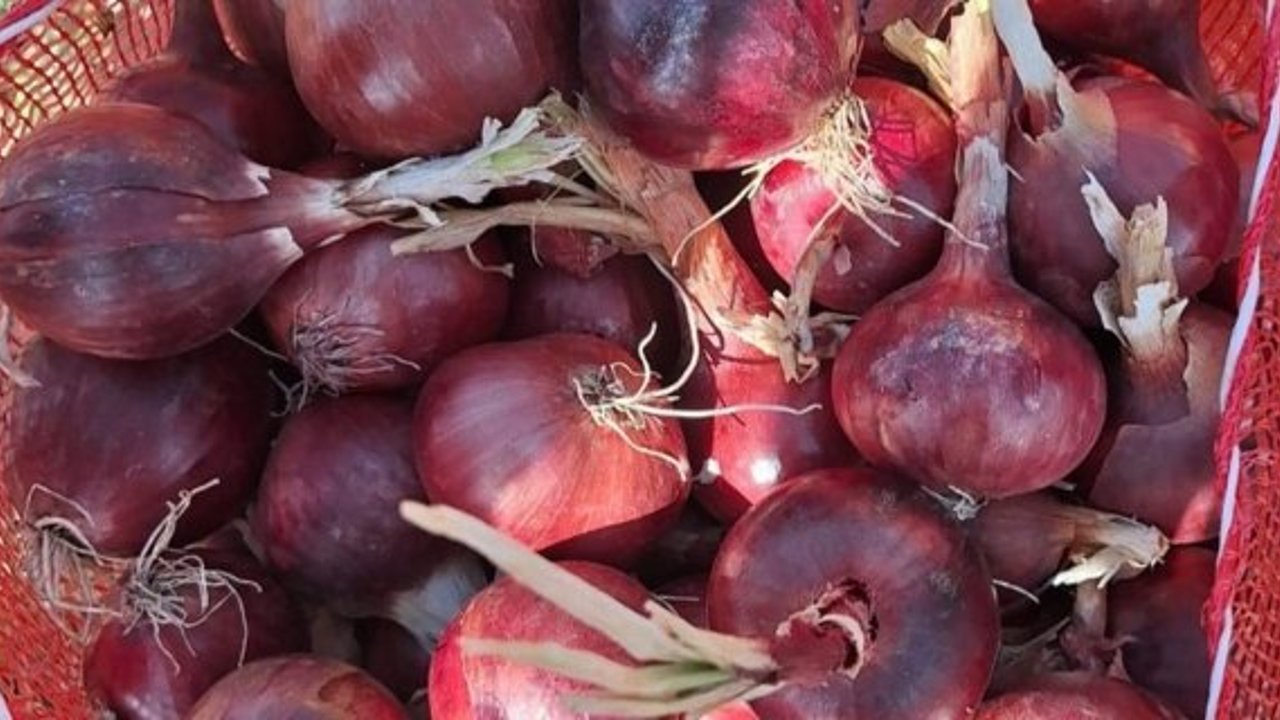 Alaca'nın patentli ürünü mor soğanda hasat dönemi başladı