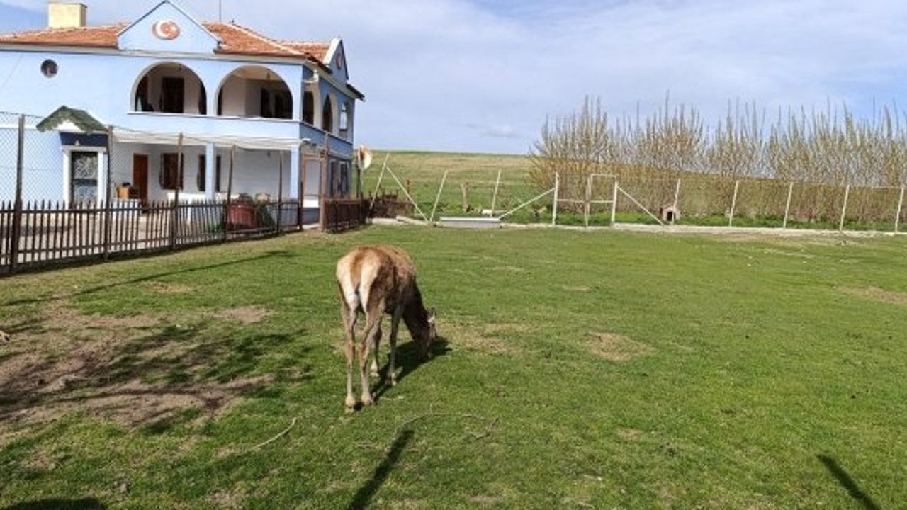 Alaca'nın Gözdesi Veli Çayırı Ziyaretçilerini Bekliyor