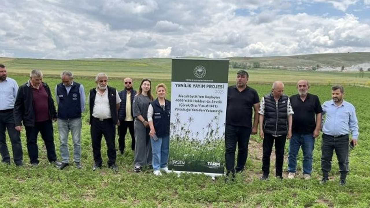 4 bin yıllık yolculuk: Alacahöyük’ten doğan “Habbet-üs Sevda” çörek otuyla yeniden vatanında
