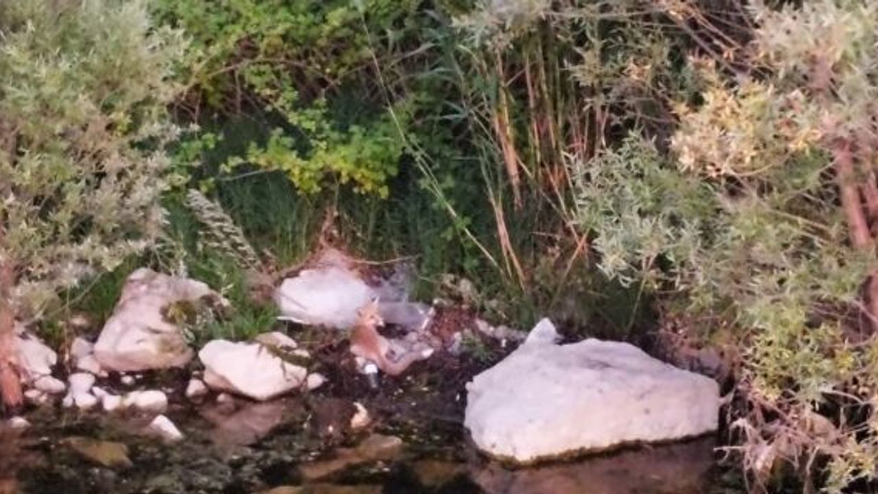 Alaca’da Sıra Dışı Görüntü: Tilki Serinlemek İçin Baraja Girdi