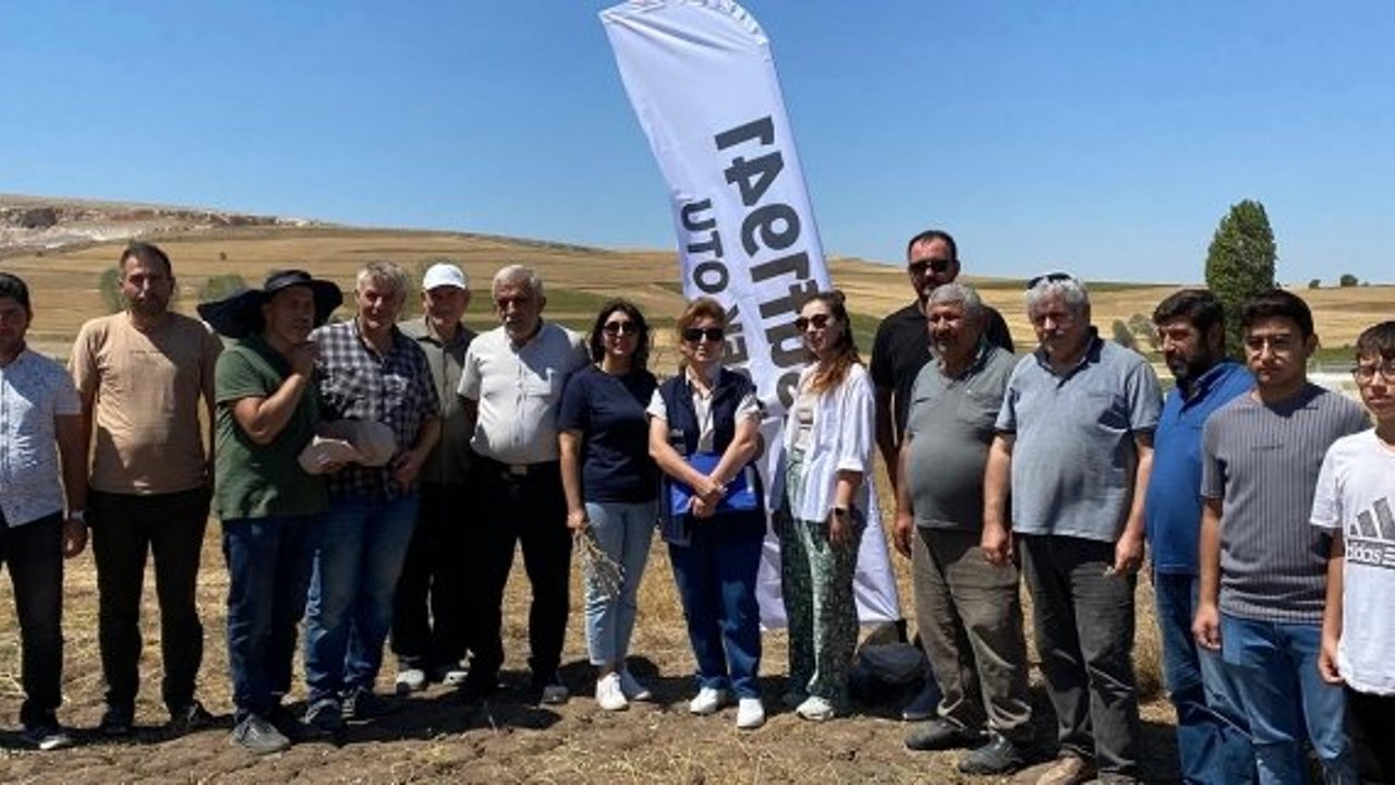 Alaca'da “Yusuf 1941” çörek otununun hasatı yapıldı