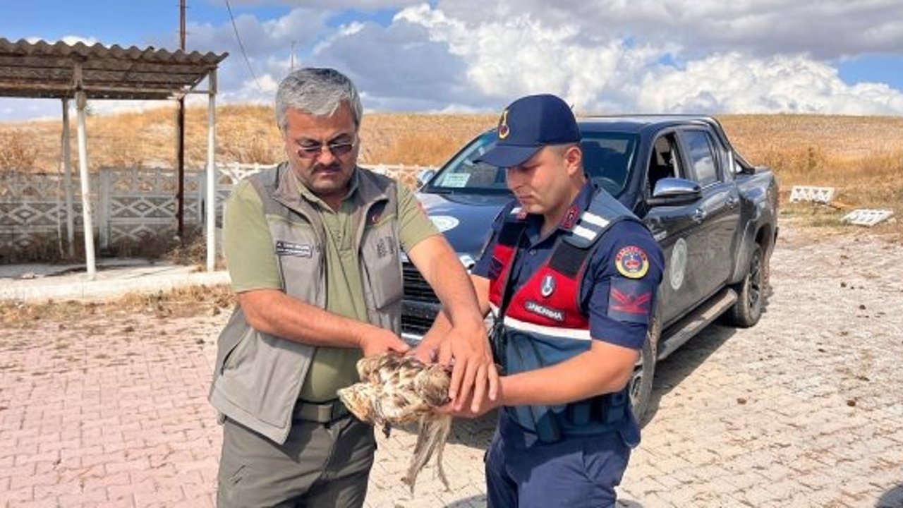 Yol kenarında bulundu, uçamıyordu: Şahin koruma altına alındı