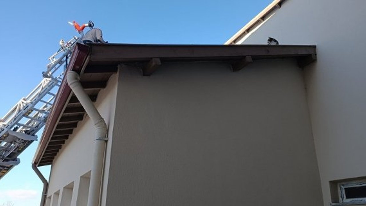 Çatıda mahsur kalan kediyi itfaiye ekibi kurtardı