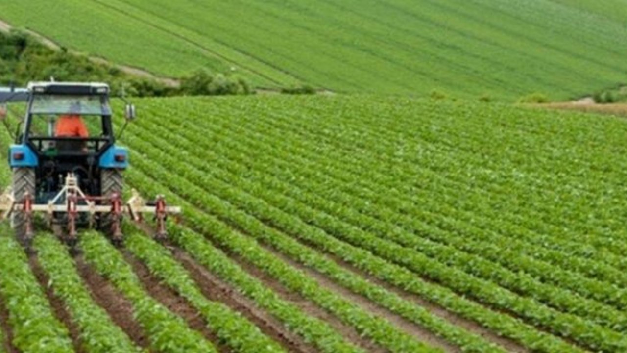 Alaca'da tarım arazisi icradan satışa çıkarıldı