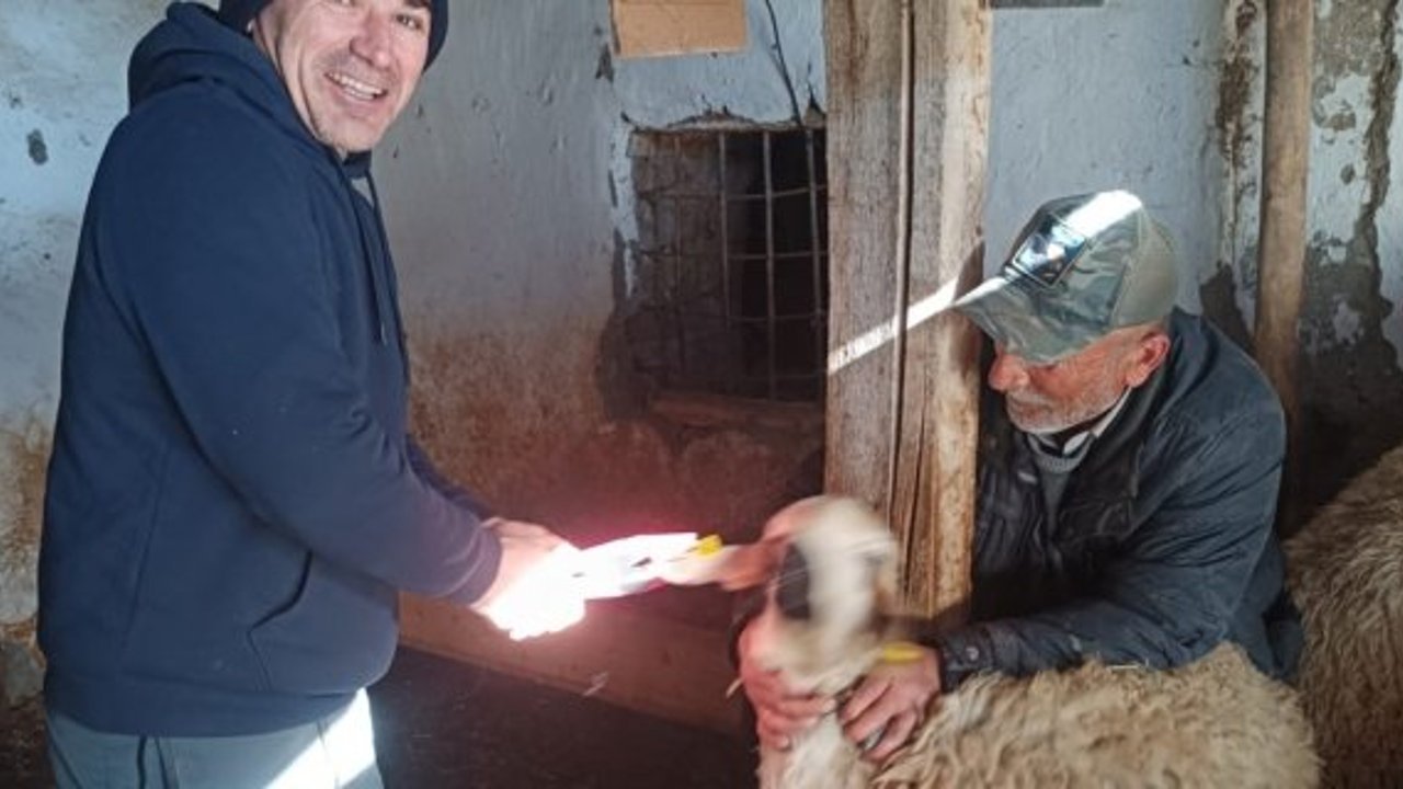 Alaca’da küçükbaş hayvanlar için küpeleme çalışmaları sürüyor