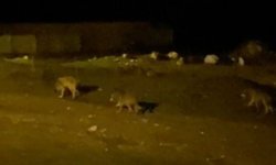 Alaca'da aç kalan kurtlar köye indi