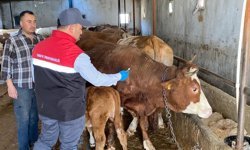 Büyükbaş hayvanlara aşılama çalışmaları sürüyor