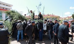 Alaca’da vatandaşlara çam fidanı dağıtıldı