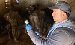 Alaca’da hayvan sağlığı için aşılama çalışmaları sürüyor