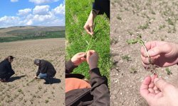 Alaca’da tarımsal denetimler sıklaştırıldı