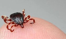 “Kene ile temas etmeyin”: Sağlık ekiplerinden uyarı