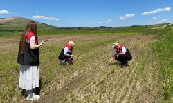 Alaca’da arazi kontrolleri aralıksız devam ediyor