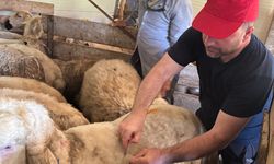 Alaca’da küçükbaş hayvan aşılamaları devam ediyor