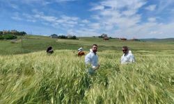 Arpa tohumu üretimi yapılan tarlalar incelendi