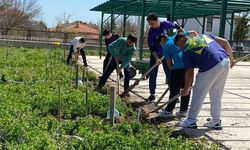 5 dönümlük alan üretime kazandırıldı: Alaca'da örnek proje