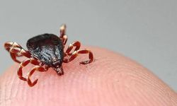 Kene Çorum'da can aldı: Şenay Tokmak hayatını kaybetti