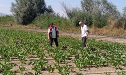 Alaca’da tarım arazileri ve ürünler yerinde kontrol ediliyor