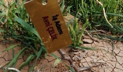 250 adet meyve ağacı diktiler