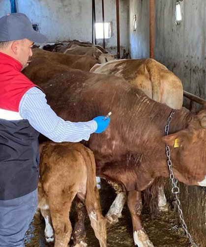 Büyükbaş hayvanlara aşılama çalışmaları sürüyor