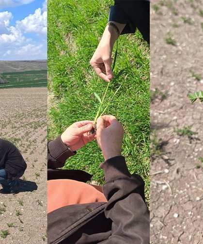 Alaca’da tarımsal denetimler sıklaştırıldı