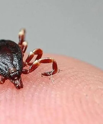 “Kene ile temas etmeyin”: Sağlık ekiplerinden uyarı