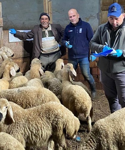 Alaca’da tarım ve hayvancılık çalışmaları sahada sürüyor