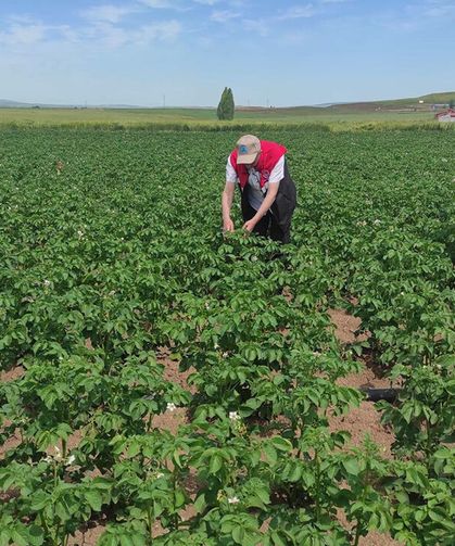 Alaca’da Hububat ve Sebze Üretim alanları kontrol edildi