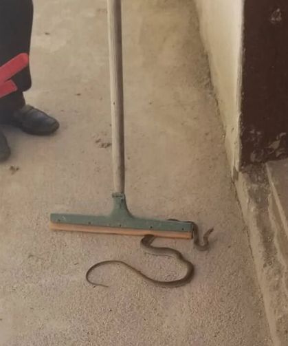 Alaca’da yılan paniği: İtfaiye ekipleri hızlı müdahale etti
