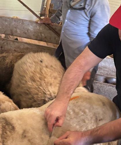 Alaca’da küçükbaş hayvan aşılamaları devam ediyor