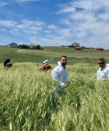 Arpa tohumu üretimi yapılan tarlalar incelendi