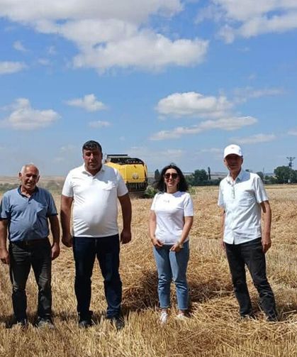 Alaca’da Arnova çeşidi buğdayın hasadı başladı