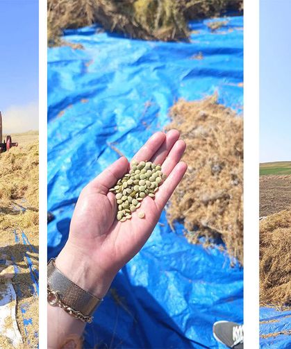 Mercimek hasadı başladı: Denetim yapıldı