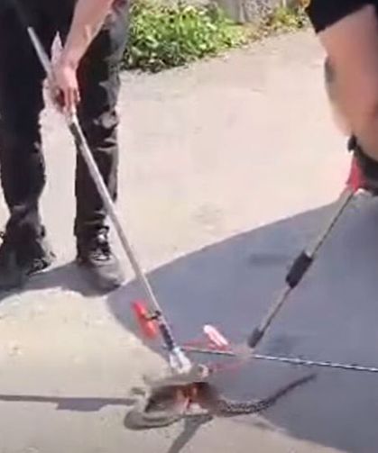 Alaca’da otomobilin altına giren yılan itfaiye ekiplerince çıkarıldı