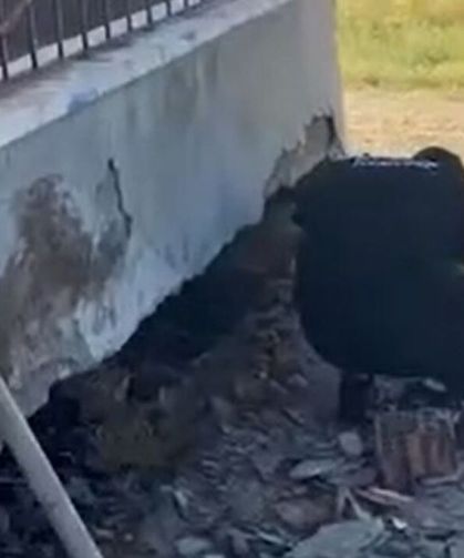 Evin duvarına giren yılanı itfaiye ekibi yakaladı