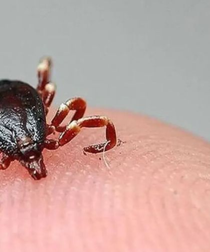Kene Çorum'da can aldı: Şenay Tokmak hayatını kaybetti
