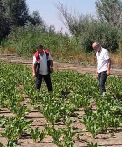 Alaca’da tarım arazileri ve ürünler yerinde kontrol ediliyor