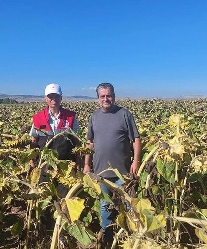 Yüzde 50 hibeli ayçiçeği ekili alanları kontrol ediliyor