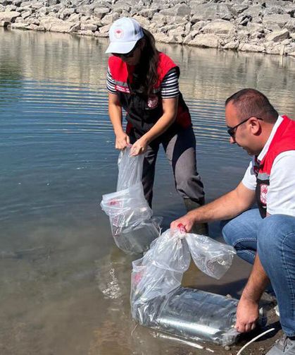 Koçhisar Barajı’na 30 bin yavru balık bırakıldı