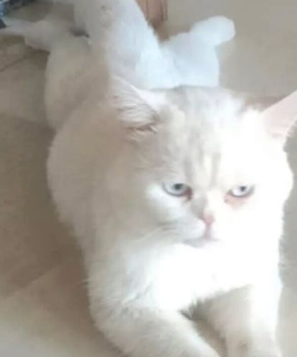 Alaca’da beyaz kedi sahibini arıyor