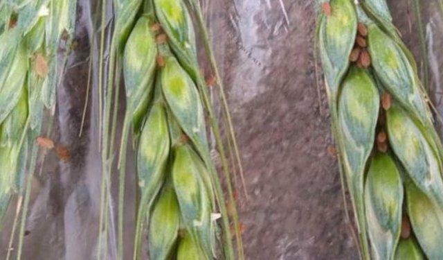 Alaca Ziraat Odası Başkanı Arslan, buğday bitine karşı çiftçileri uyardı!