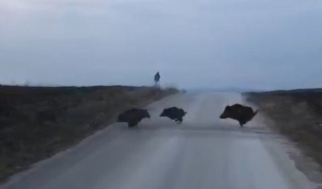 Alaca'da domuz sürüsü kamerada