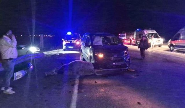 Alaca'da yola çıkan dana kazaya neden oldu: 3 yaralı